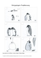 010 pinguin fortpflanzung nummerieren.pdf